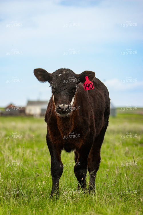 Angus Cross Calf 155204