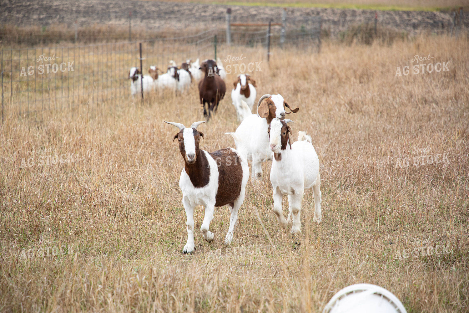 Goats 117121