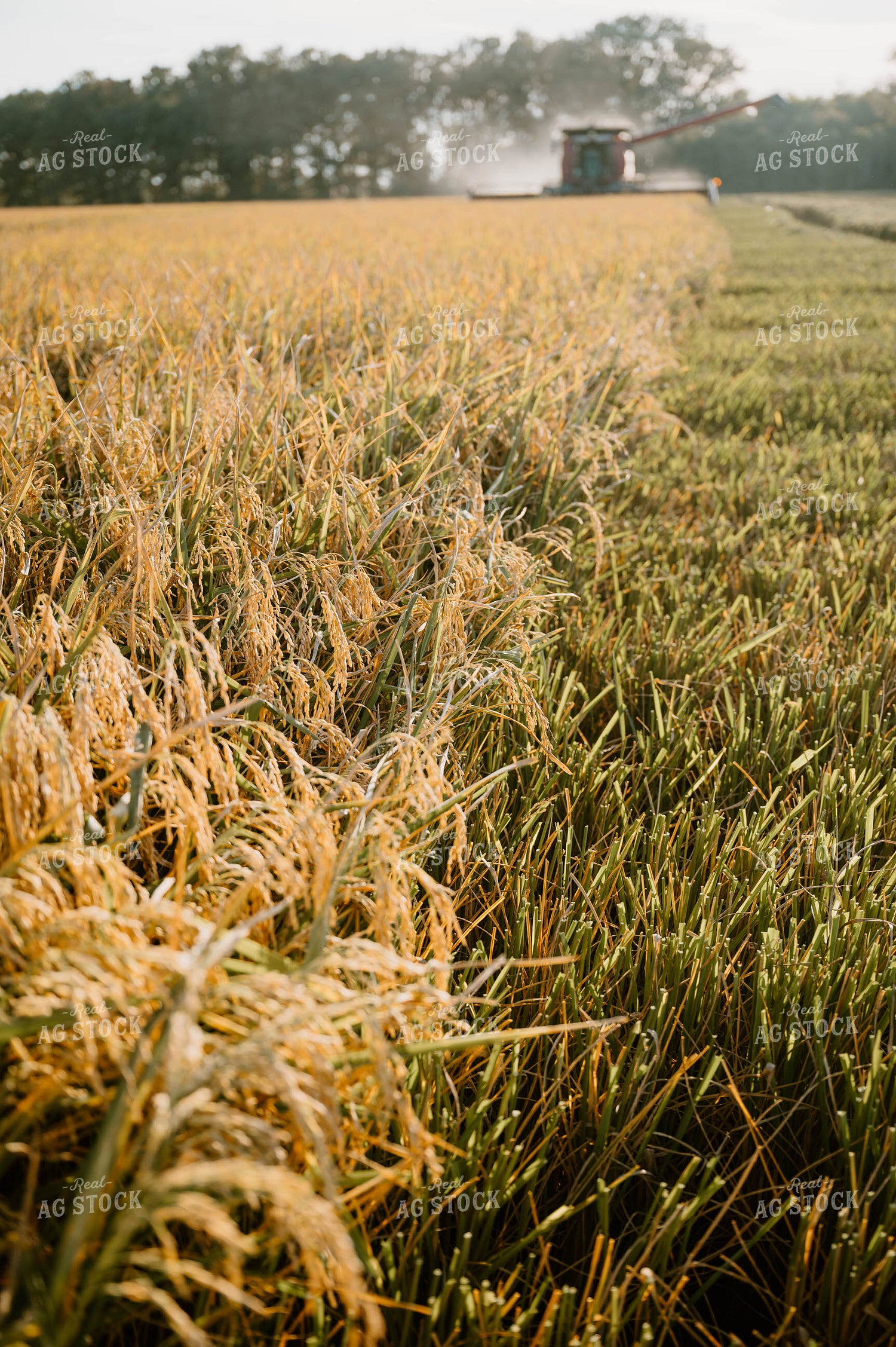 Rice Harvest 125187