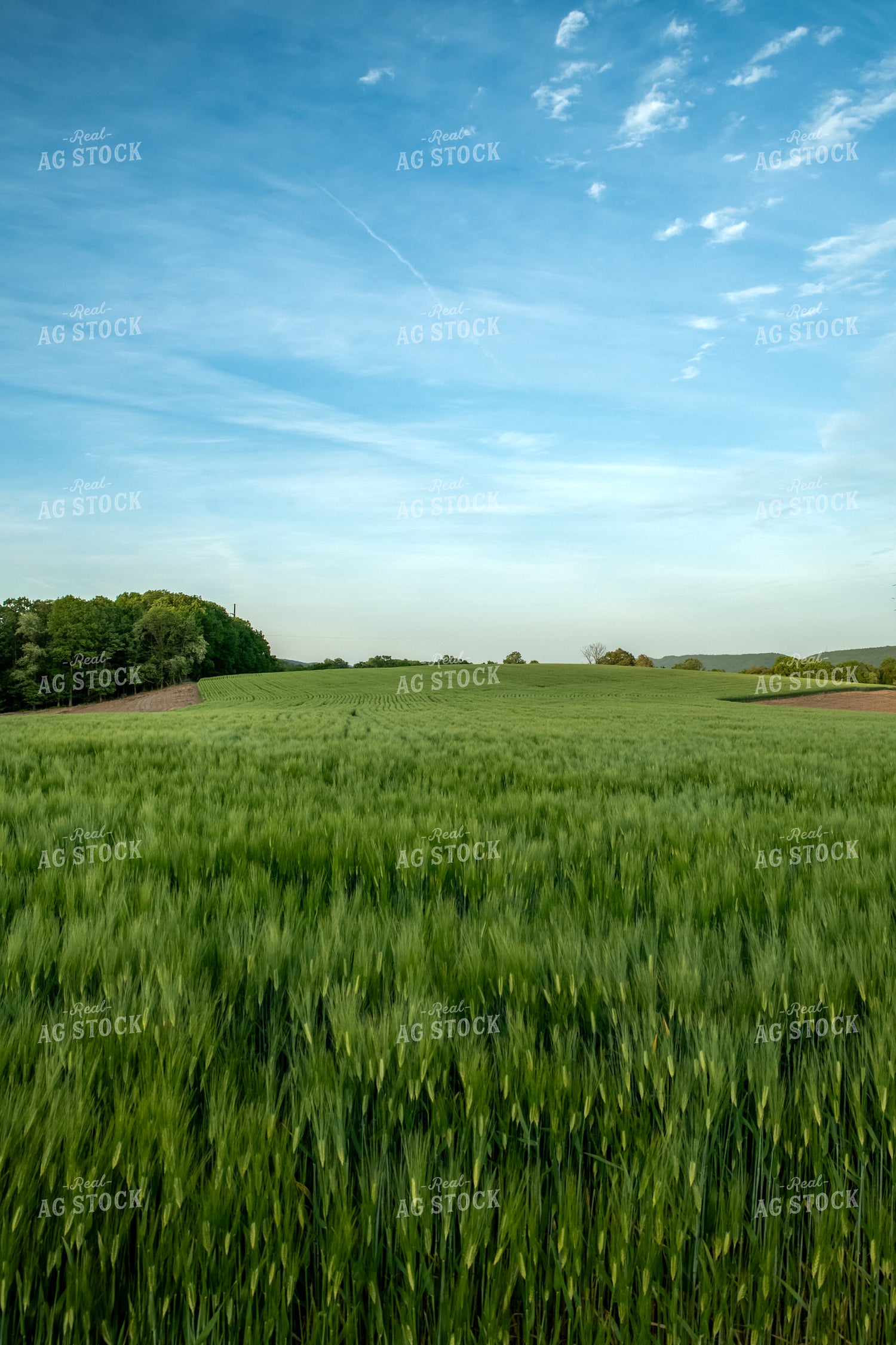 Barley Field 76585