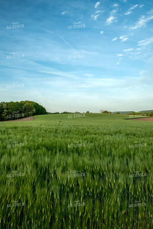 Barley Field 76585