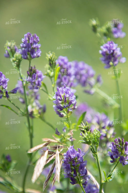 Alfalfa Blooming 117349