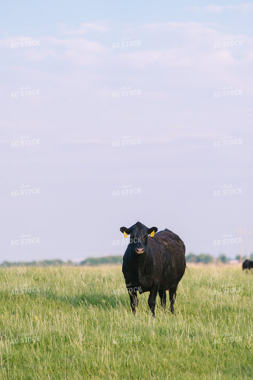 Black Angus Cattle on Pasture 68239