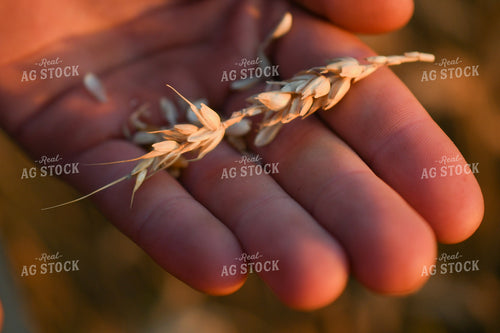 Hand Holding Oats 191179
