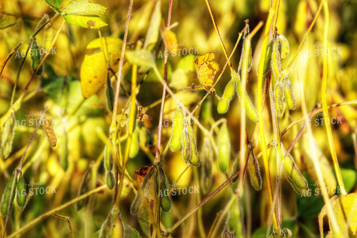 Late Season Soybeans 141437