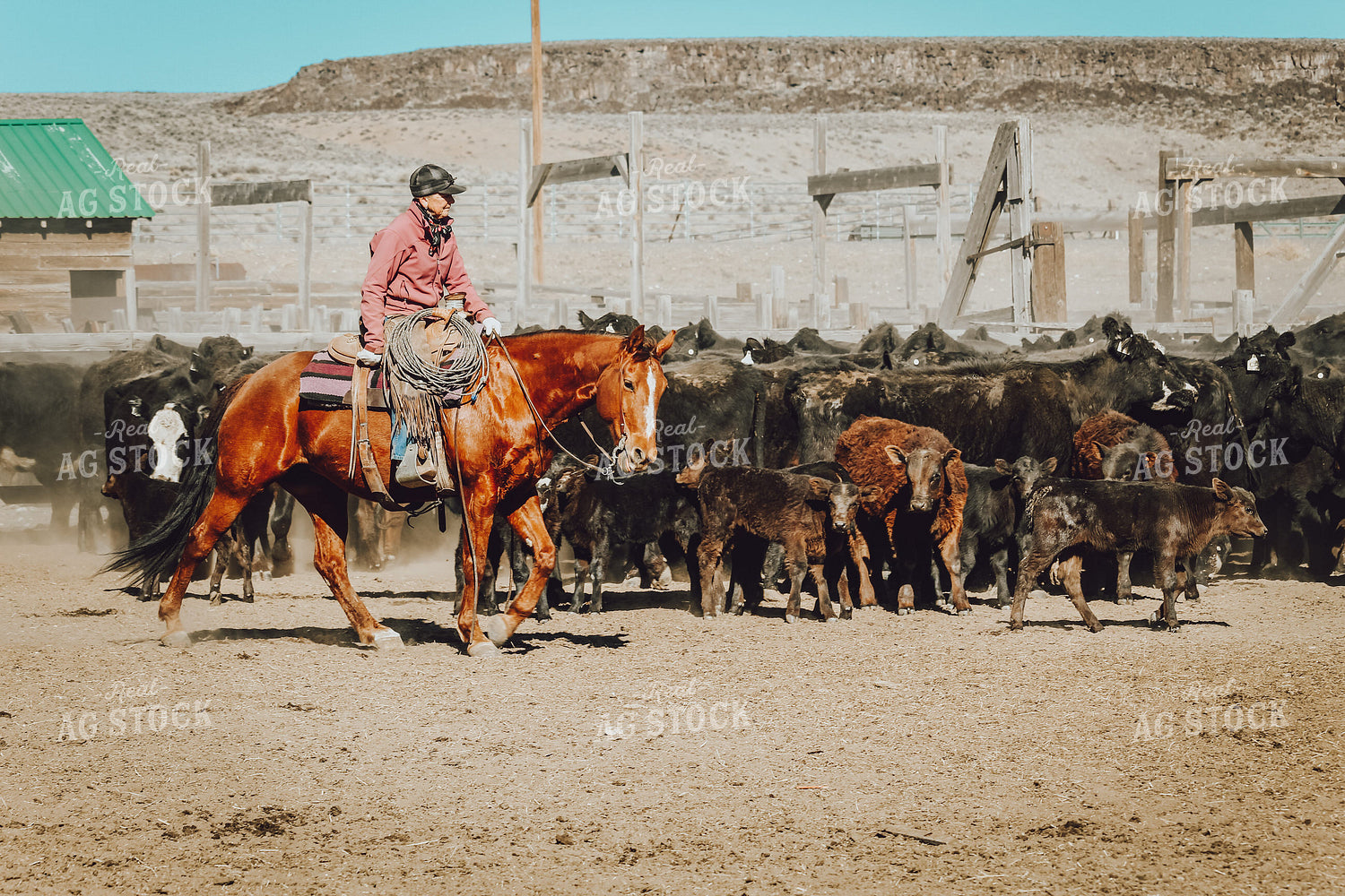 Rancher on Horse with Cattle 78078