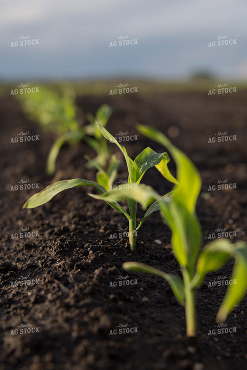 Corn - Early Growth 1060