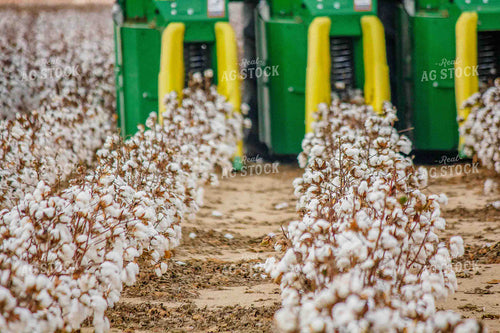 Cotton Harvest 291052