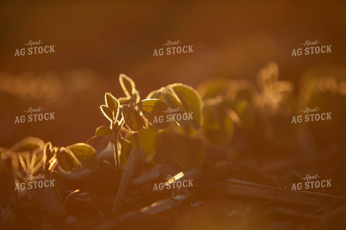 Soybeans - Mid-Season 1518
