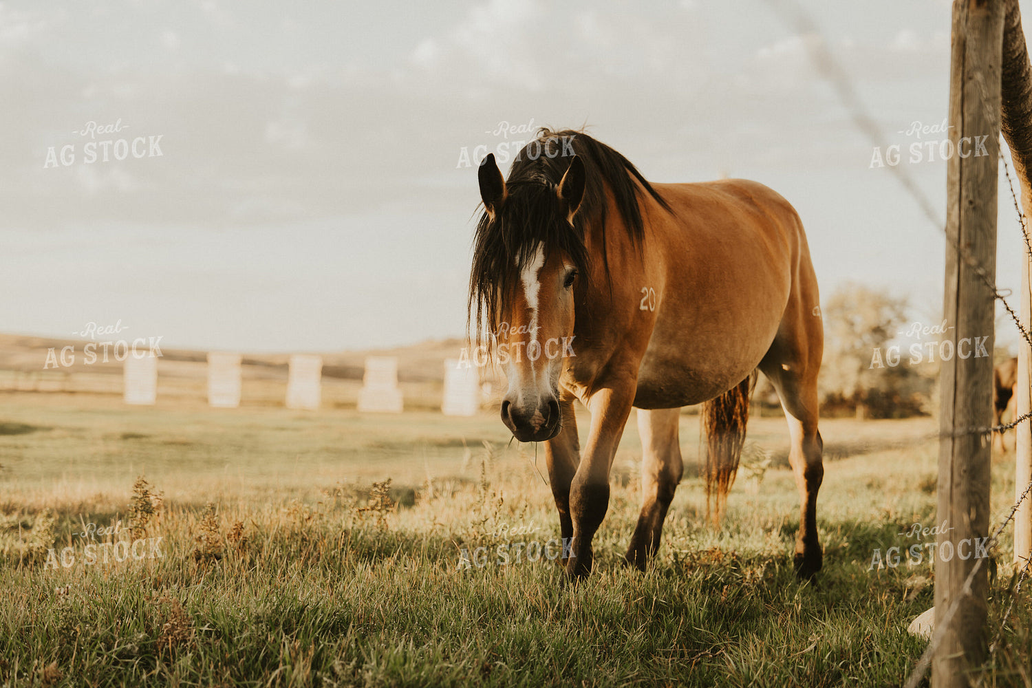 Horse 61246