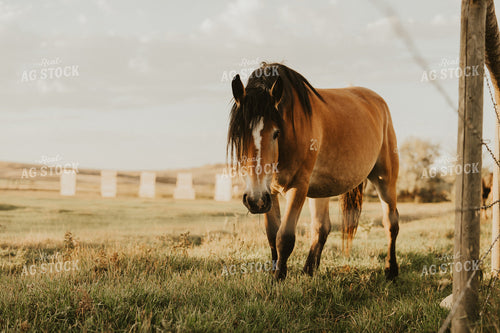 Horse 61246