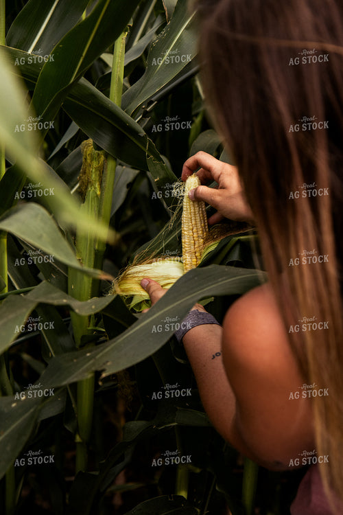 Checking Corn 67418