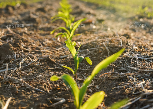 Corn Plant 65067