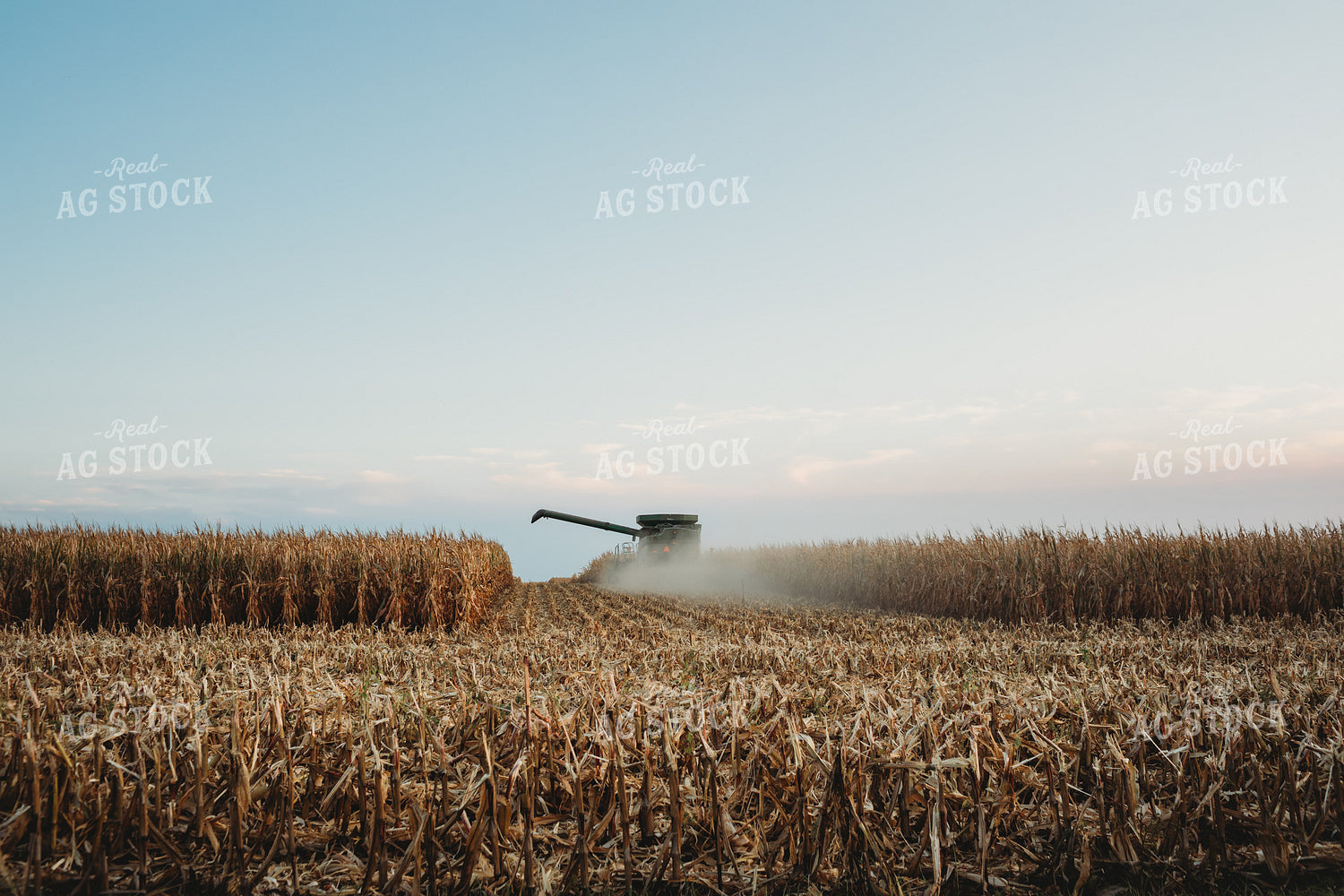 Combine Picking Corn Cutting Through Field 3433