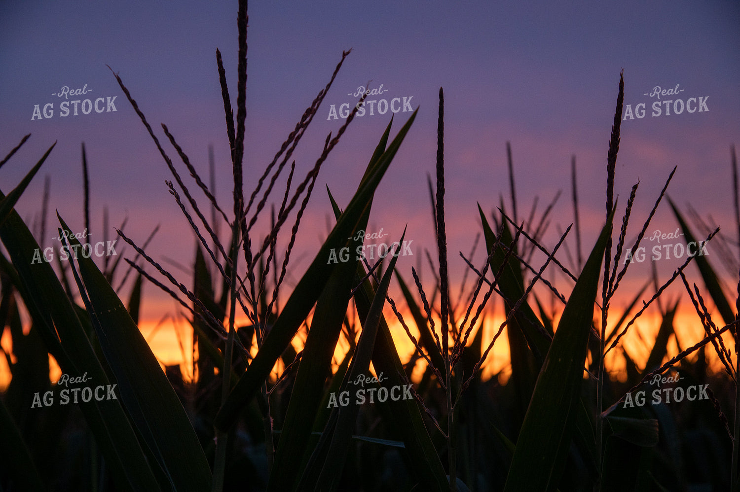 Sunset through Corn Tassels 25010