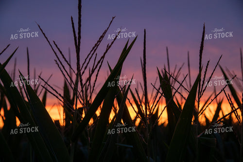 Sunset through Corn Tassels 25010