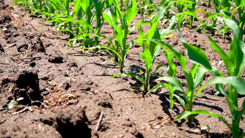 Early Season Corn 146035