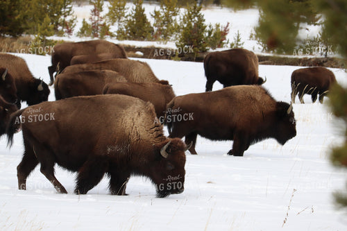 American Bison 102044