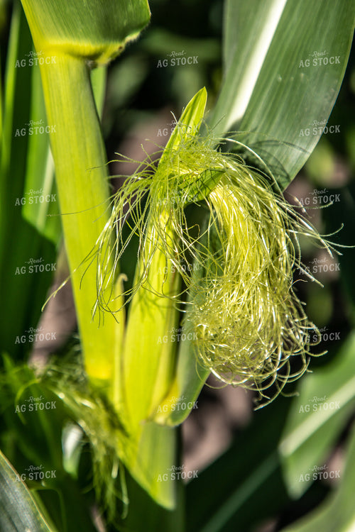 Corn Silk 250134