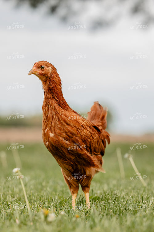 Pullet Laying Chicken 104101