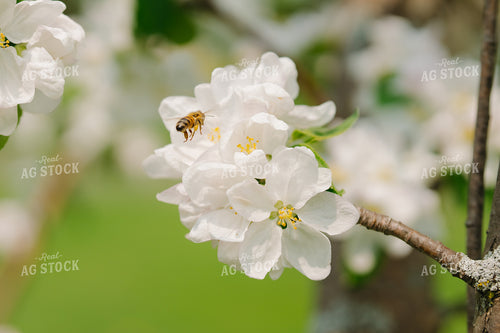 Bee Flies by White Flower 68163