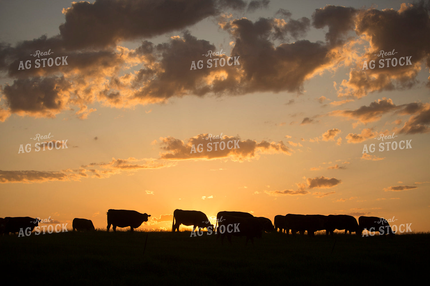 Cattle 1709