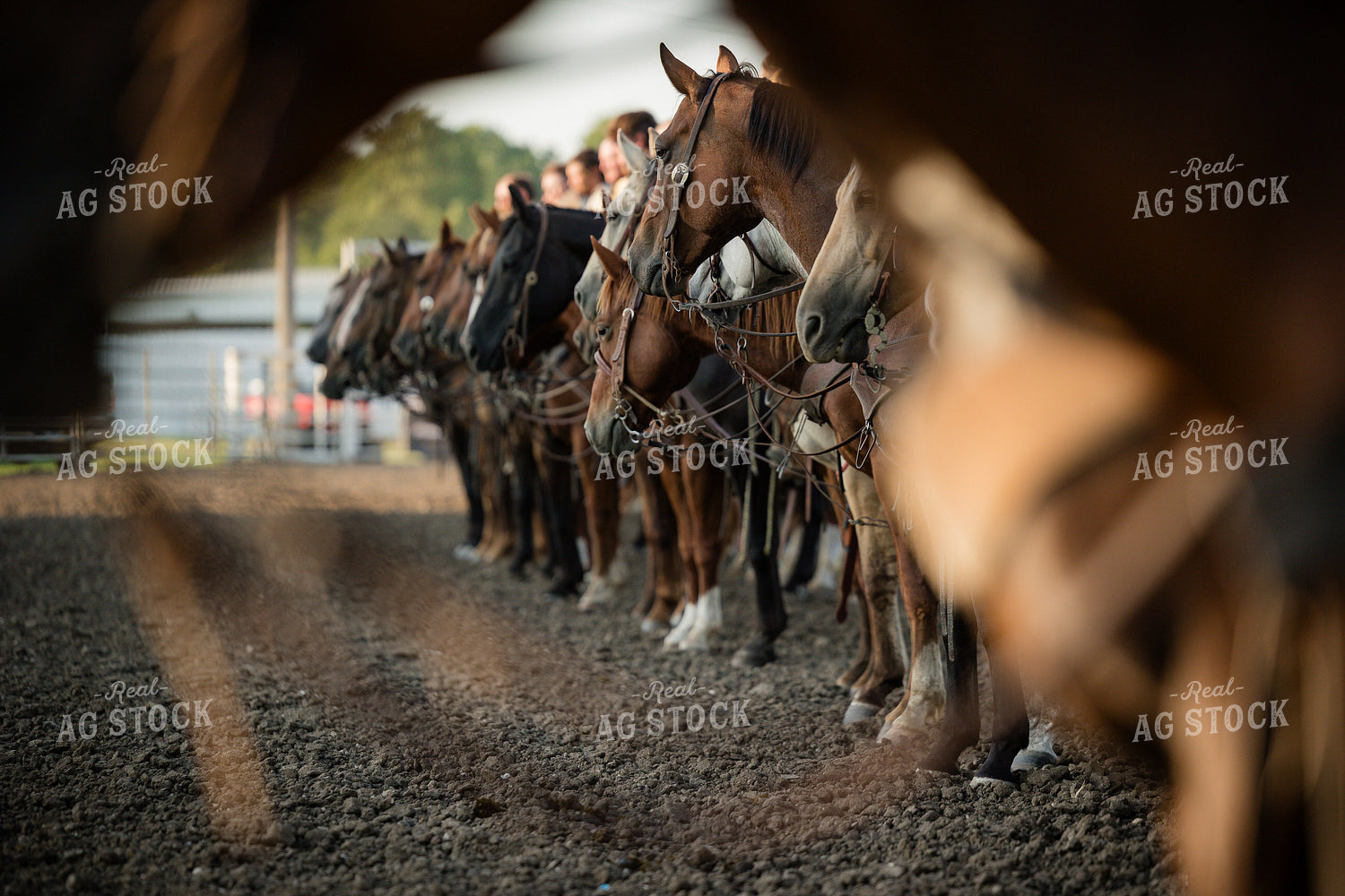 Horses Lined Up at Rodeo 219125