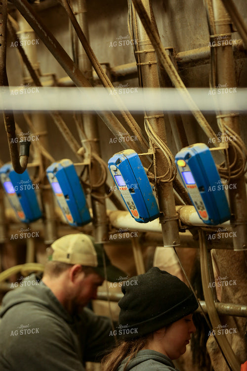 Milking Cows 161085
