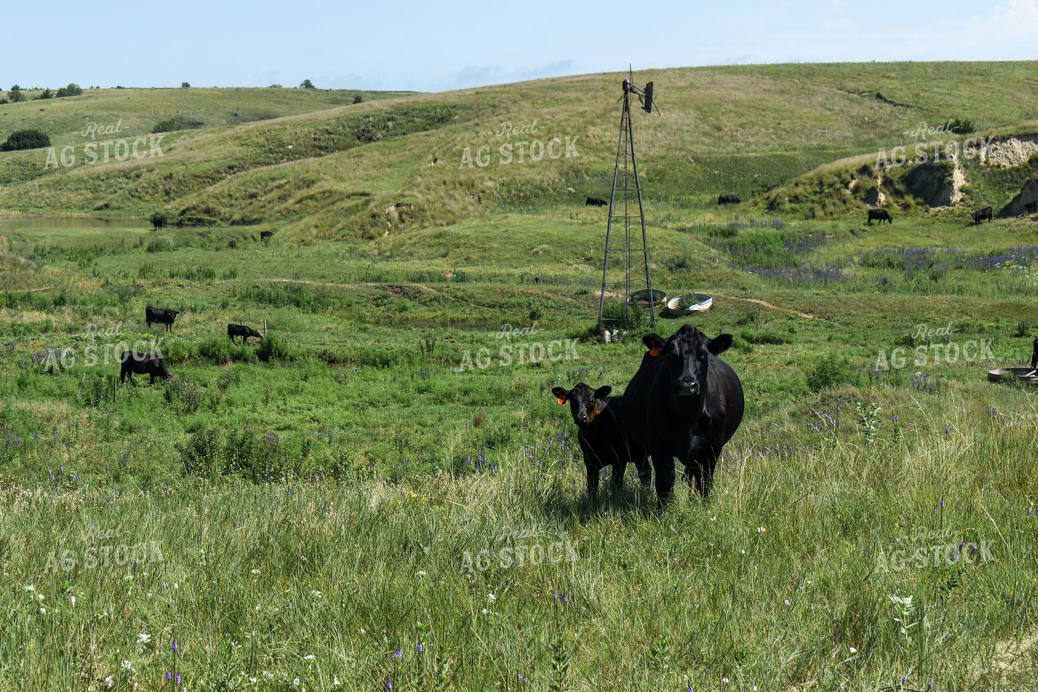 Cow Calf Pair on Pasture 259005