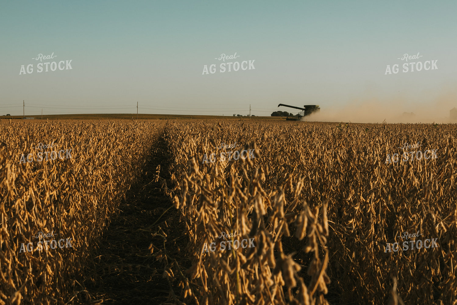 Combine Cutting Soybeans 4797