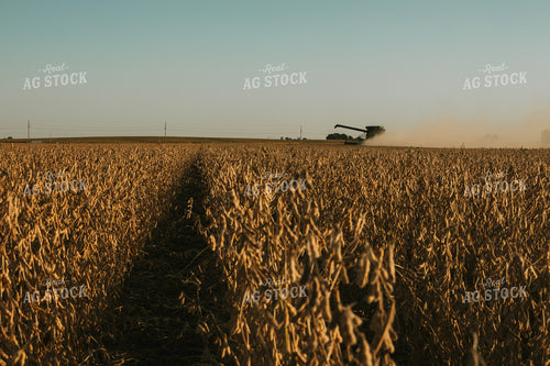 Combine Cutting Soybeans 4797