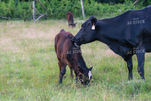 Cow Calf Pair on Pasture 158009