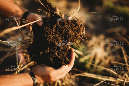 Farmer Agronomist with Soil in Soybean and Rye Cover Crop Field 5892