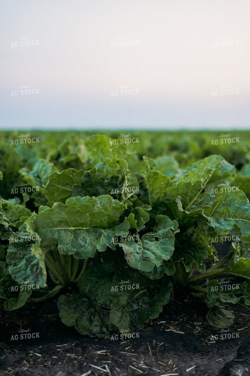 Sugar Beets 204030