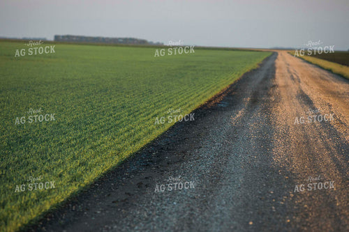 Green Wheat Field and Gravel Road 5435