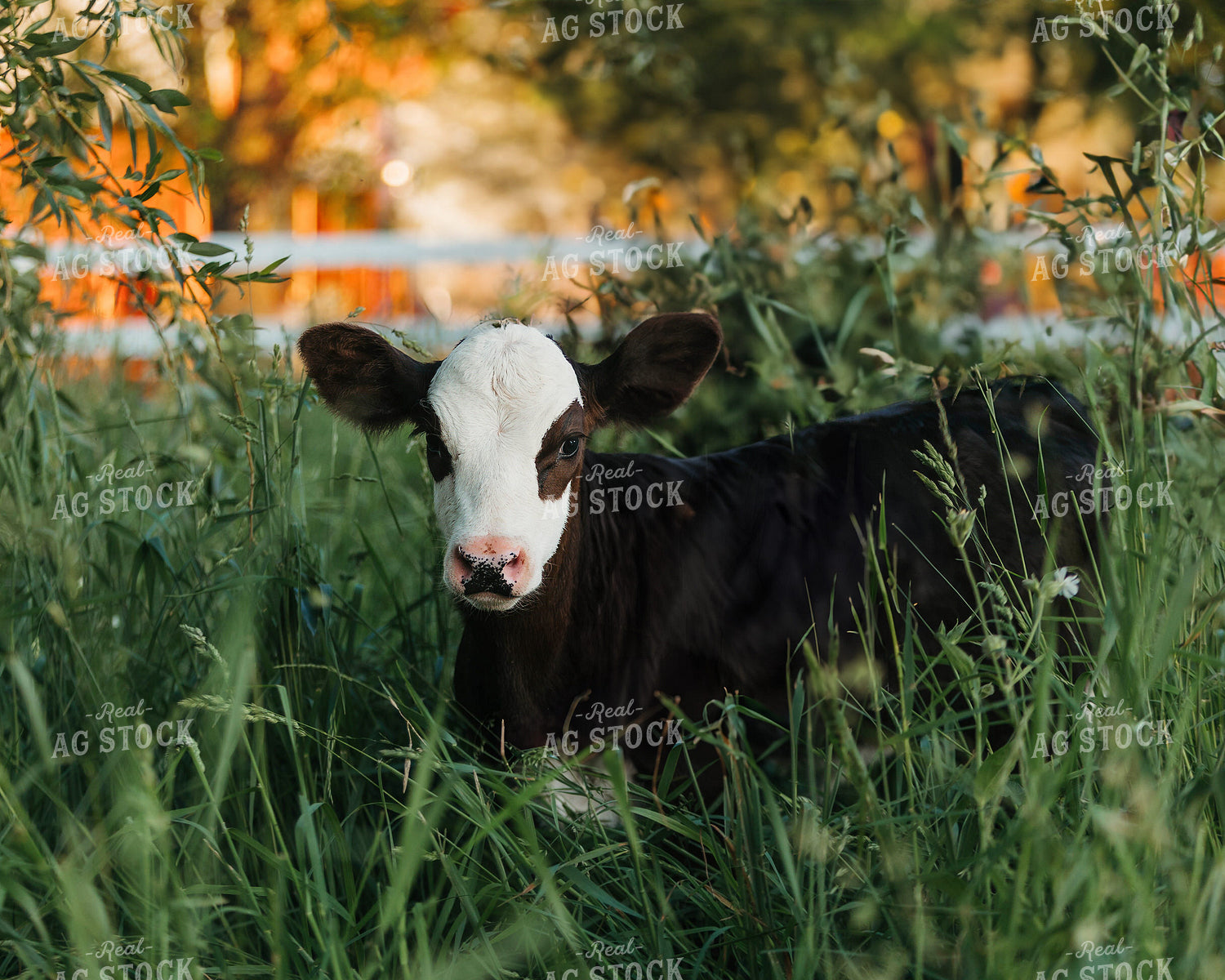 Simmental Calf 174054