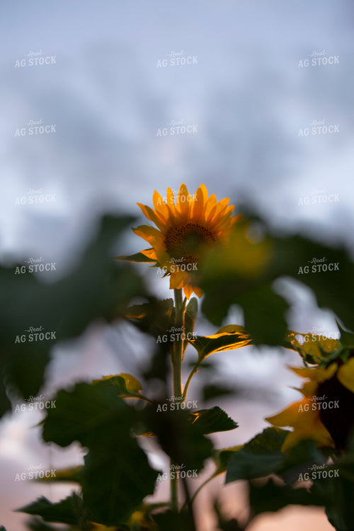 Sunflowers 2071