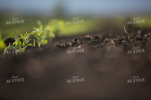 Corn - Early Growth 1050