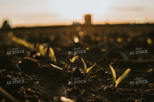 Stage V1 Corn in Dark, Wet Soil 4049