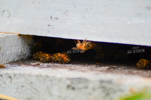 Bees 166002
