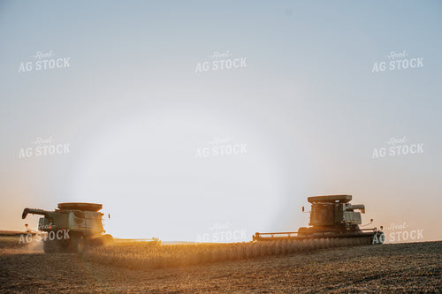 Soybean Harvest 77283