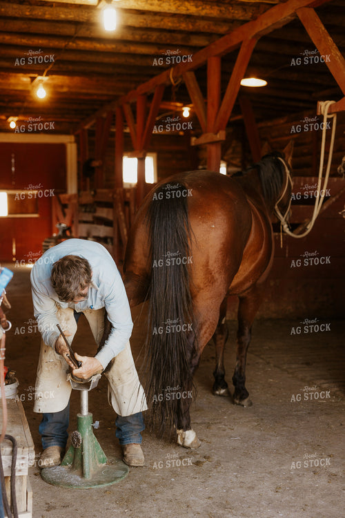 Ferrier Trimming Hooves 207003