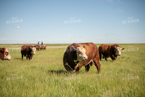 Hereford Bulls on Pasture 212038