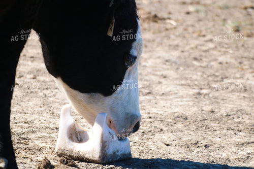 Black Baldy Cow and Mineral Salt Block 82460