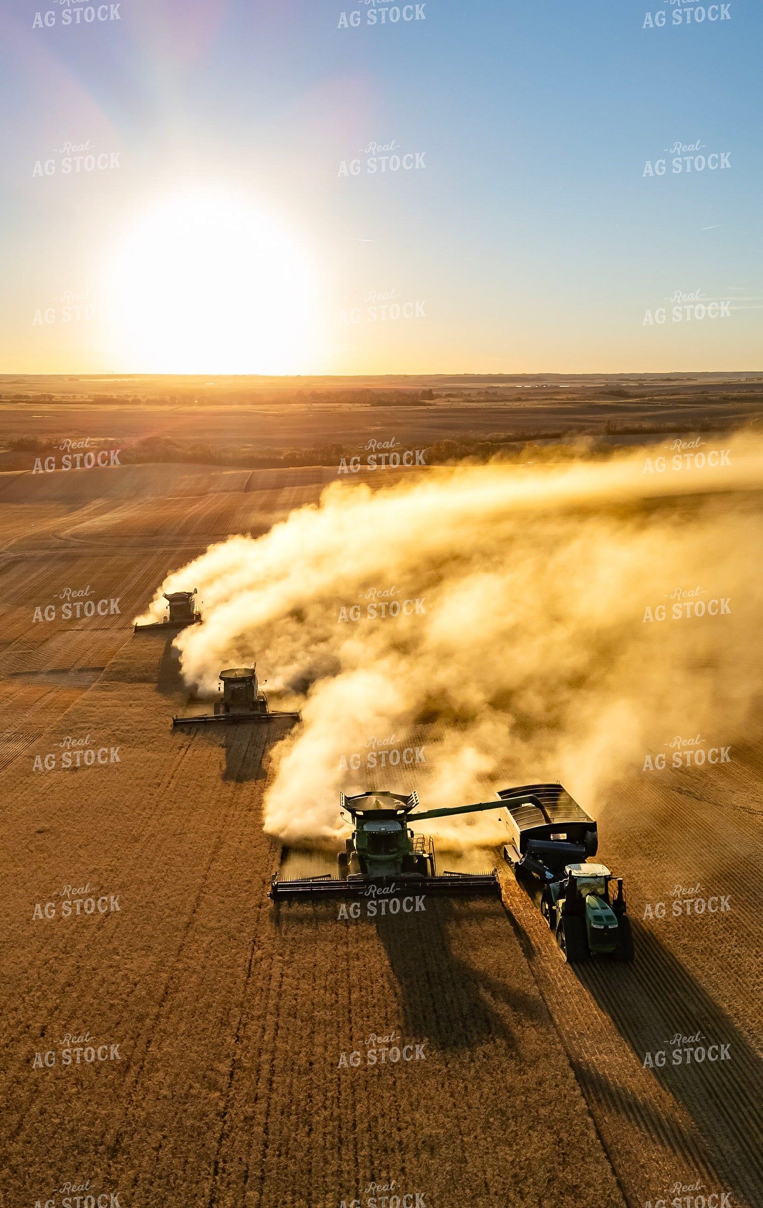 Wheat Harvest 187306
