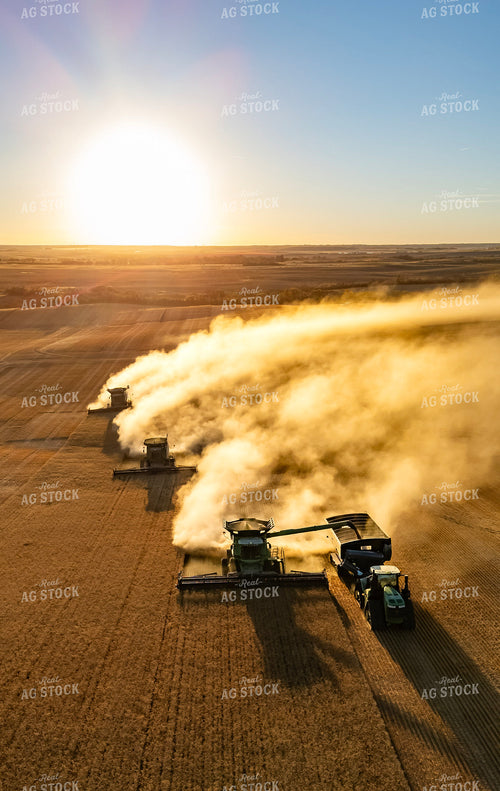 Wheat Harvest 187306