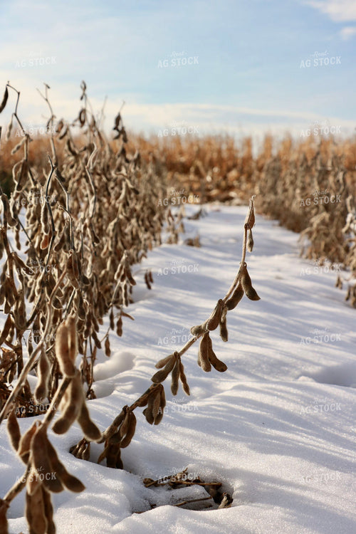 Dried Soybean Field in Snow 299291