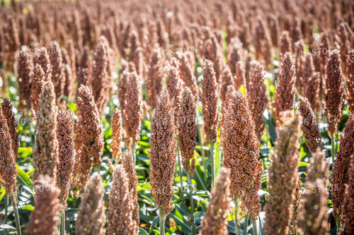Sorghum 250166