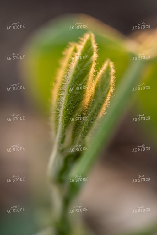 Early Growth Soybeans 76402