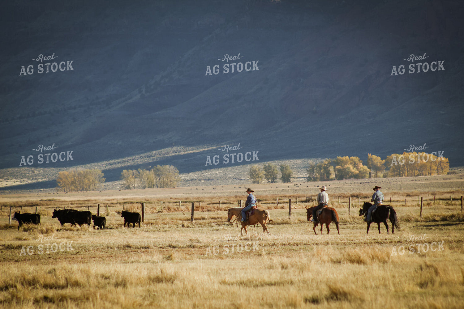Ranchers Moving Cattle on Horseback 78195